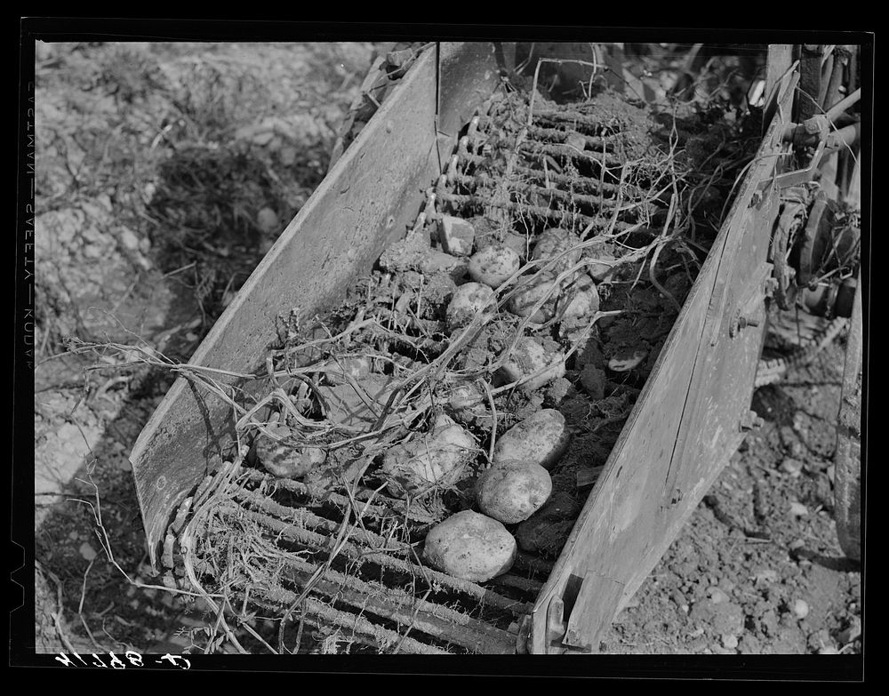 Section of a potato digger in operation (rear) on a farm near Caribou, Maine. Sourced from the Library of Congress.