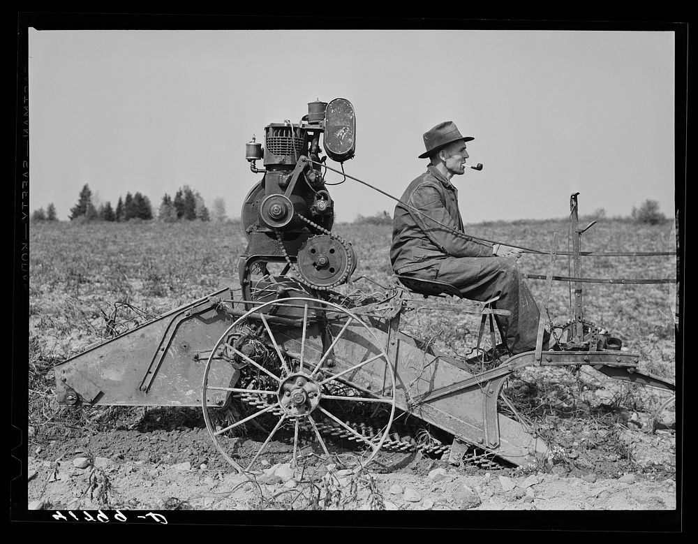French-Canadian potato farmer on his horse-drawn digger on a small farm near Caribou, Maine. Sourced from the Library of…
