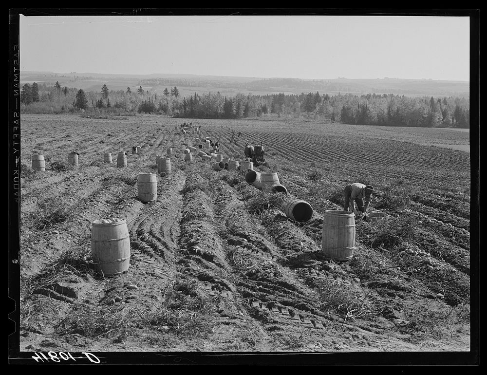 Gathering potatoes on a farm near Caribou, Maine. Sourced from the Library of Congress.