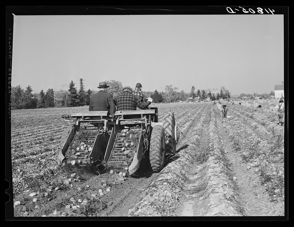 Double-row digger being used on a large potato farm near Caribou, Maine. Man on left is a representative of a fertilizer…