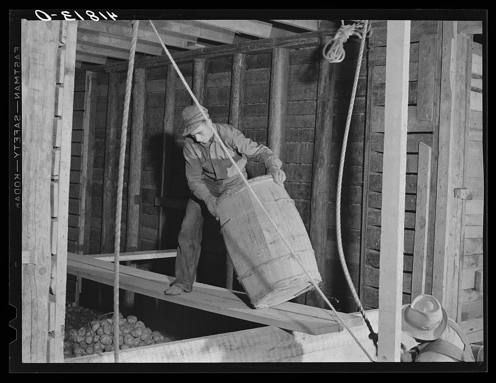 Hoisting and dumping potatoes in a storage barn on one of the farms of the Woodman Potato Company. Eleven miles north of…