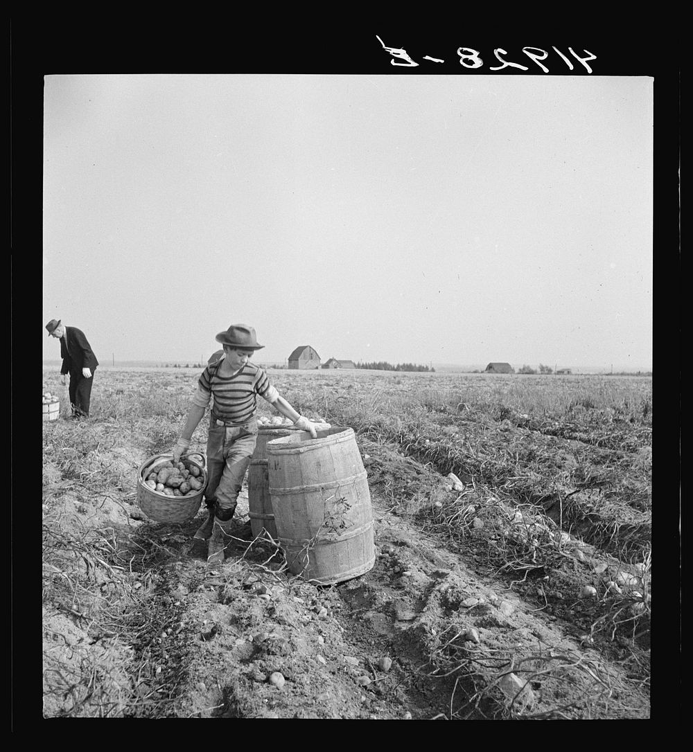 The opening of school was delayed in parts of Arrostook County so children could help pick potatoes. Near Caribou, Maine.…