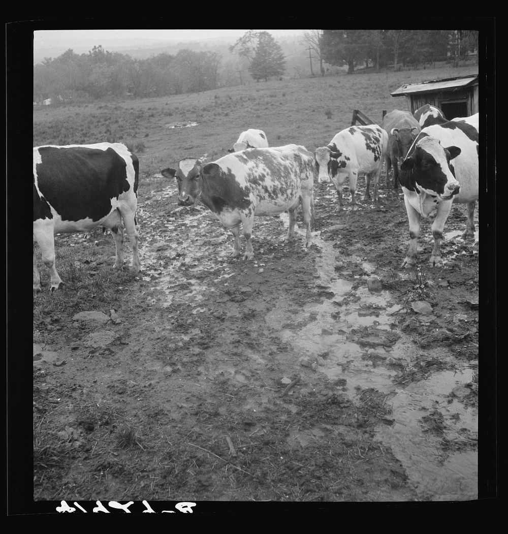 [Untitled photo, possibly related to: Cows out in the rain on the farm of Mr. Addison, a FSA (Farm Security Administration)…