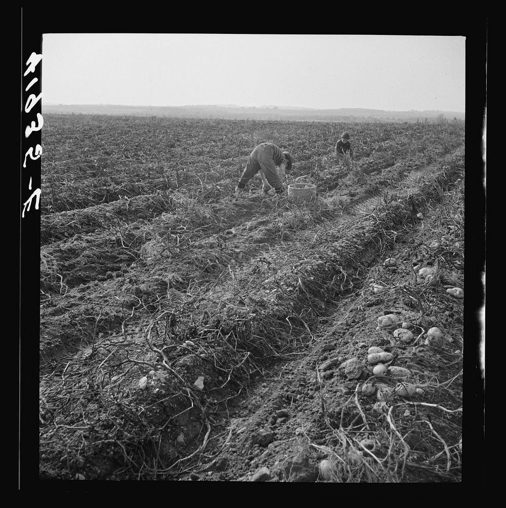 The opening of school was delayed in sections of Aroostook County so children could help pick potatoes. Near Caribou, Maine.…