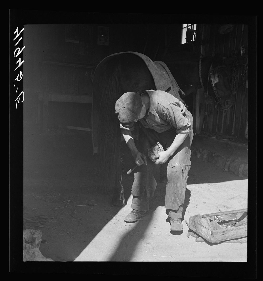 [Untitled photo, possibly related to: Shoeing a horse in the barn of Mr. Emerson J. Leonard. Wallingford, Connecticut].…