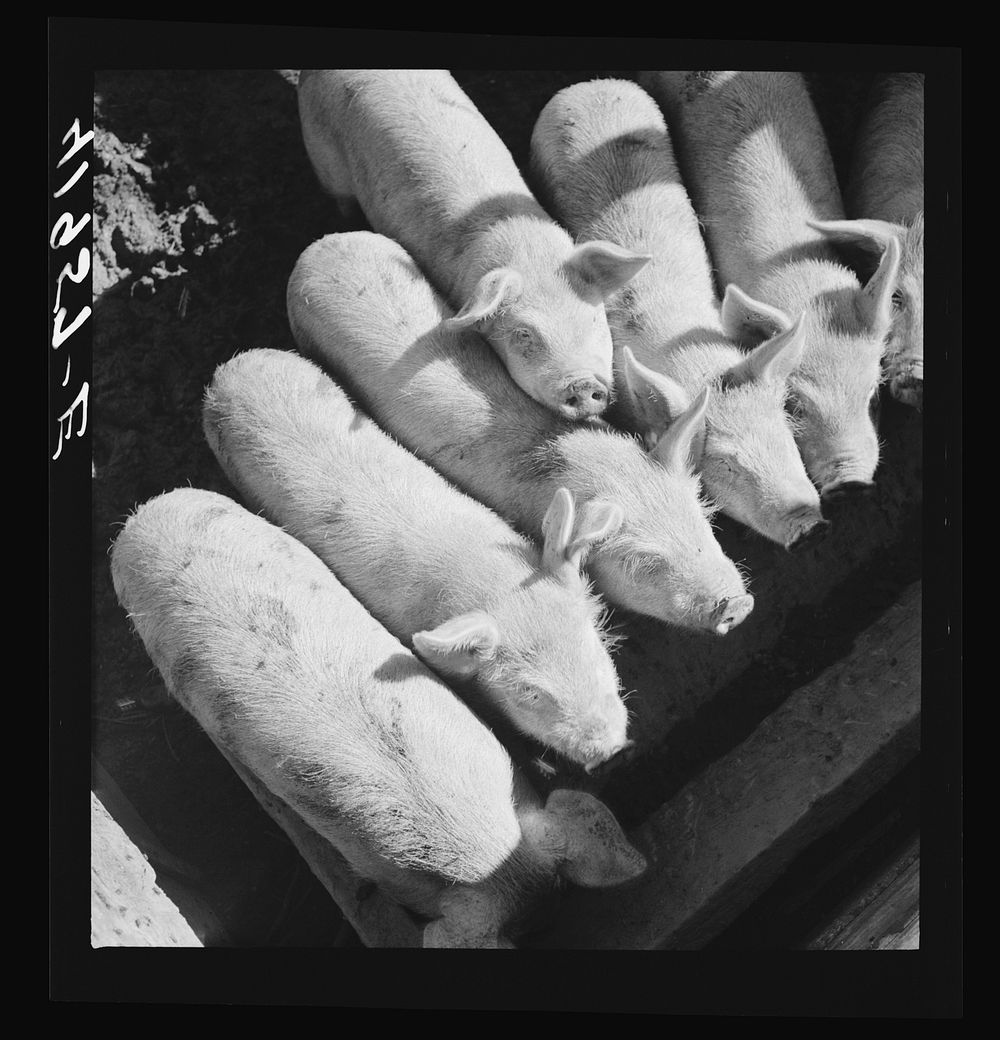 Mr. Theodore German's small pigs at his farm in North Branford, Connecticut. Sourced from the Library of Congress.