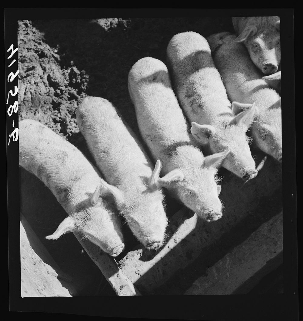 [Untitled photo, possibly related to: Mr. Theodore German's small pigs at his farm in North Branford, Connecticut]. Sourced…