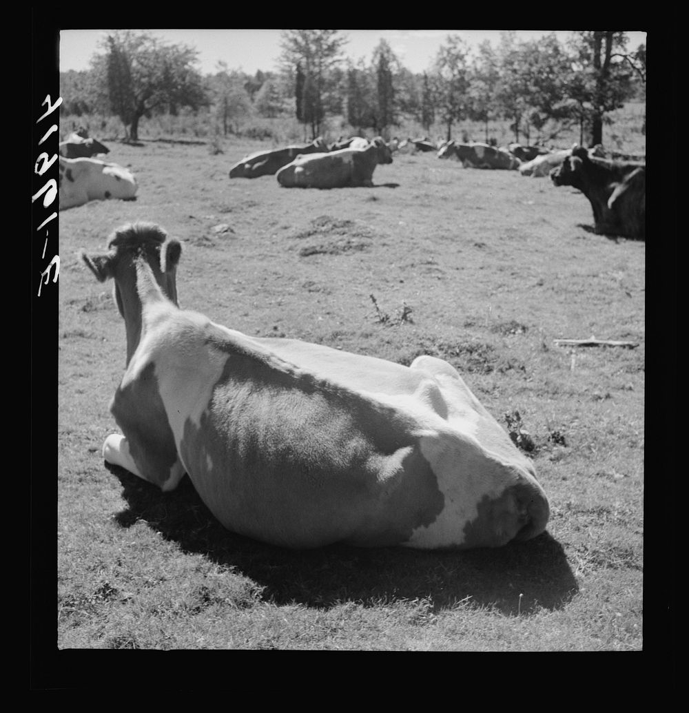 [Untitled photo, possibly related to: Dairying and poultry farming hold first place in Connecticut agriculture. Cows just…