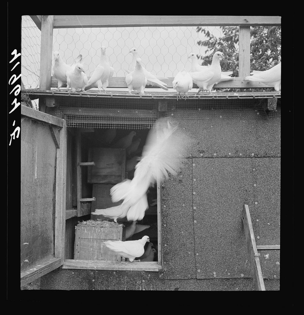 [Untitled photo, possibly related to: Pigeons raised by Mr. Edward J. Warher, who is a part time carpenter. North Haven…