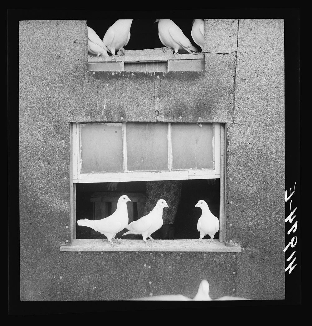 [Untitled photo, possibly related to: Pigeons raised by Mr. Edward J. Warner, who is a part time carpenter. North Haven…
