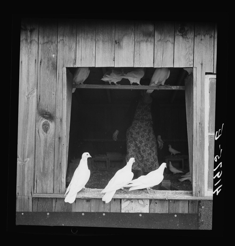 [Untitled photo, possibly related to: Pigeons raised by Mr. Edward J. Warner, who is a part time carpenter. North Haven…