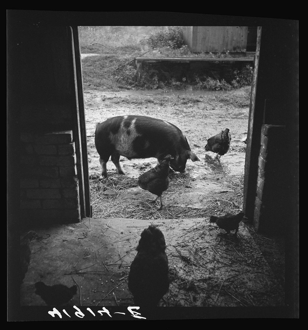 [Untitled photo, possibly related to: On a rainy day on the farm of Mr. Addison, FSA (Farm Security Administration) client.…
