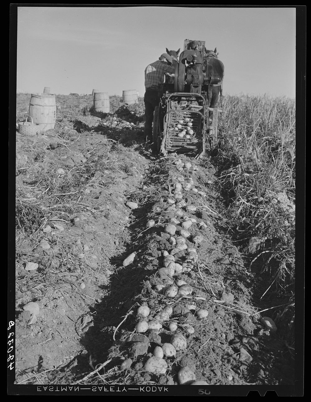 Seed potatoes on the farm of Mr. Edison Houston, FSA (Farm Security Administration) client and participant on community…