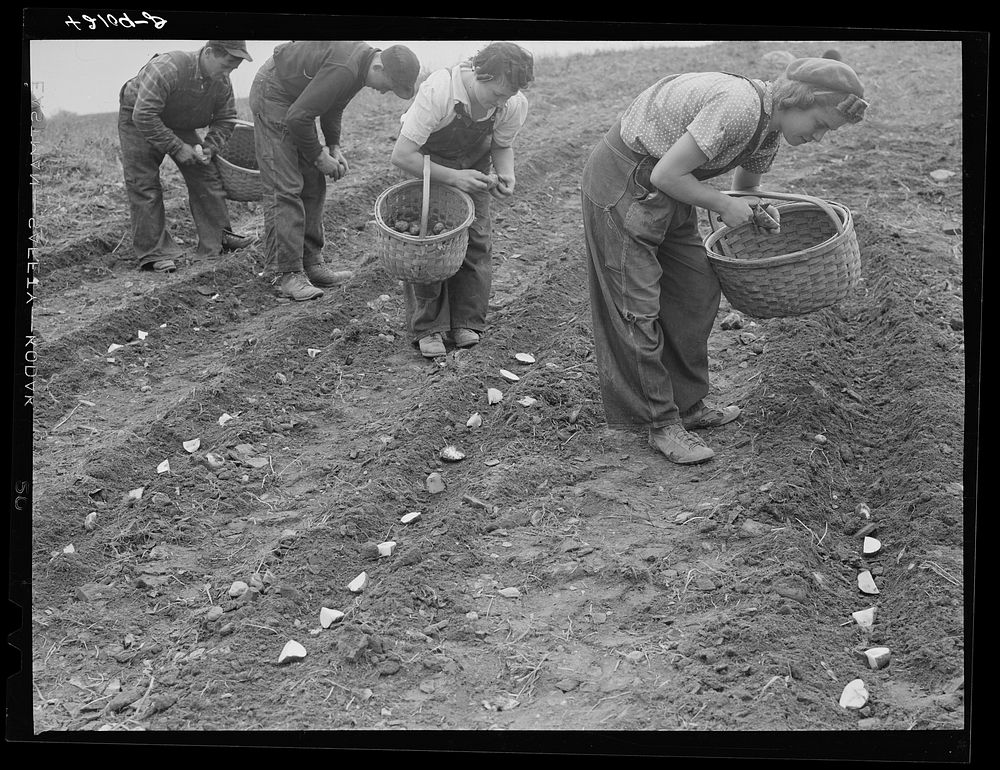 [Untitled photo, possibly related to: Demonstration of the method of cutting and planting seed potatoes as practiced on the…