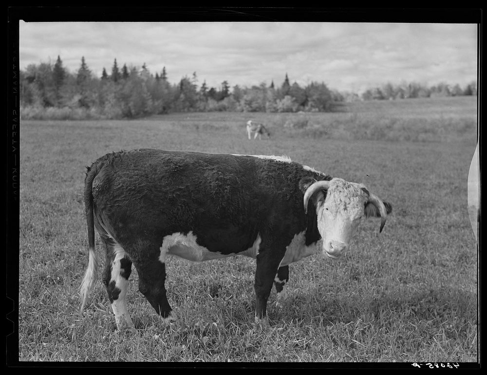 The raising of beef cattle such as this on the farm of Waldo Holquist is encouraged by FSA (Farm Security Administration) to…