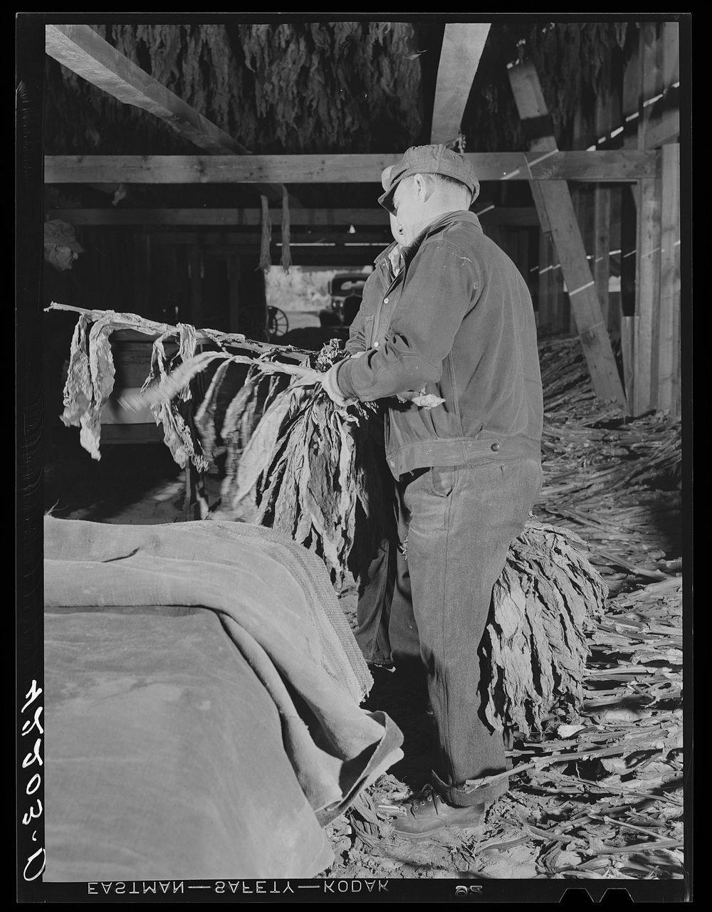 [Untitled photo, possibly related to: Stripping tobacco in the barn of Mr. Robert J. Hawthorne, near Hazardville…