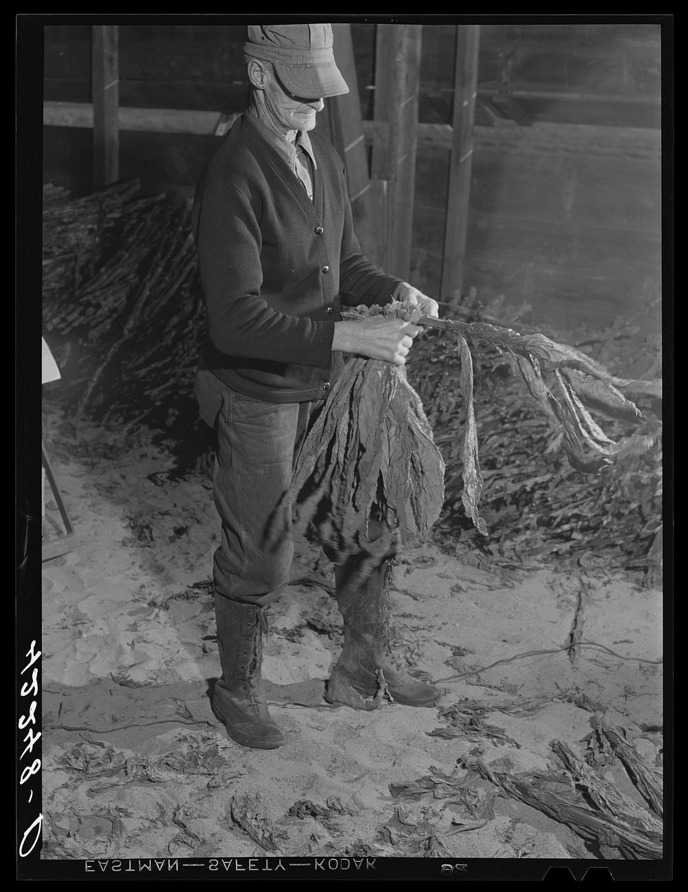 [Untitled photo, possibly related to: General view of stripping and wrapping operations in the tobacco barn of Mr. Robert J.…