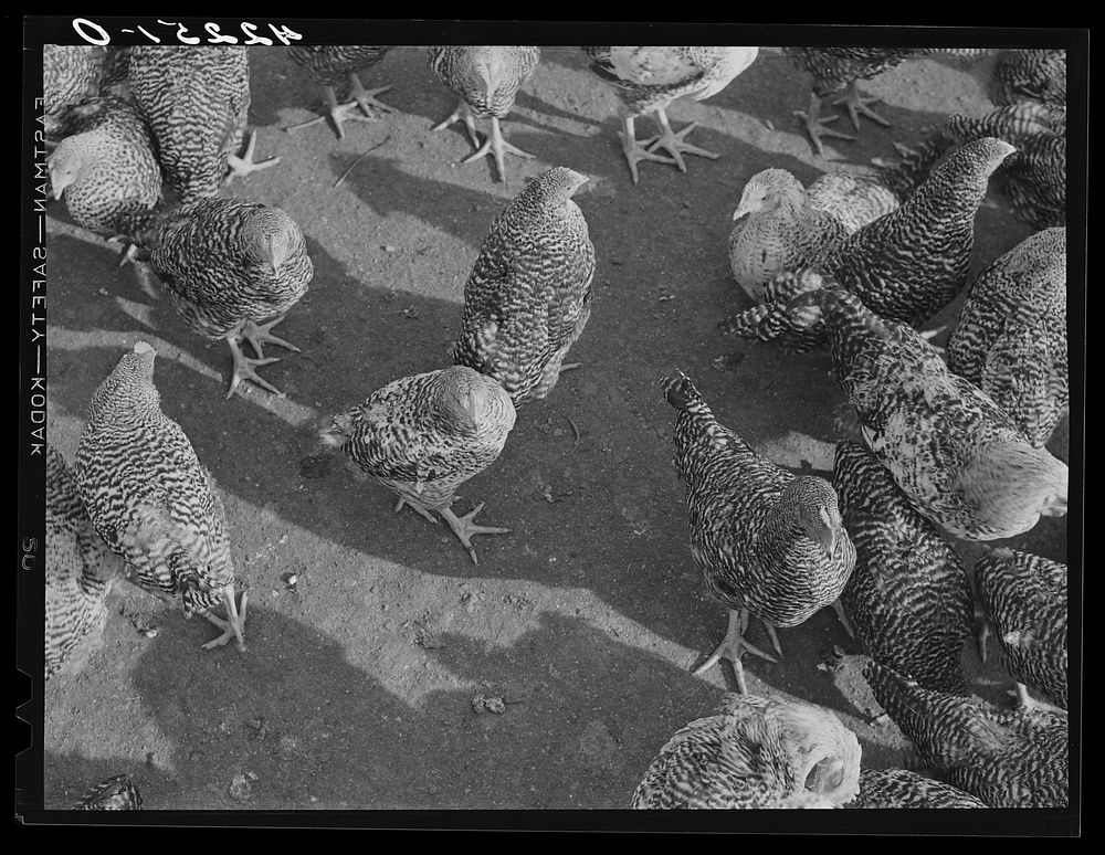[Untitled photo, possibly related to: Some of the two thousand poulets on the poultry farm of Mr. August Udal, Finnish…
