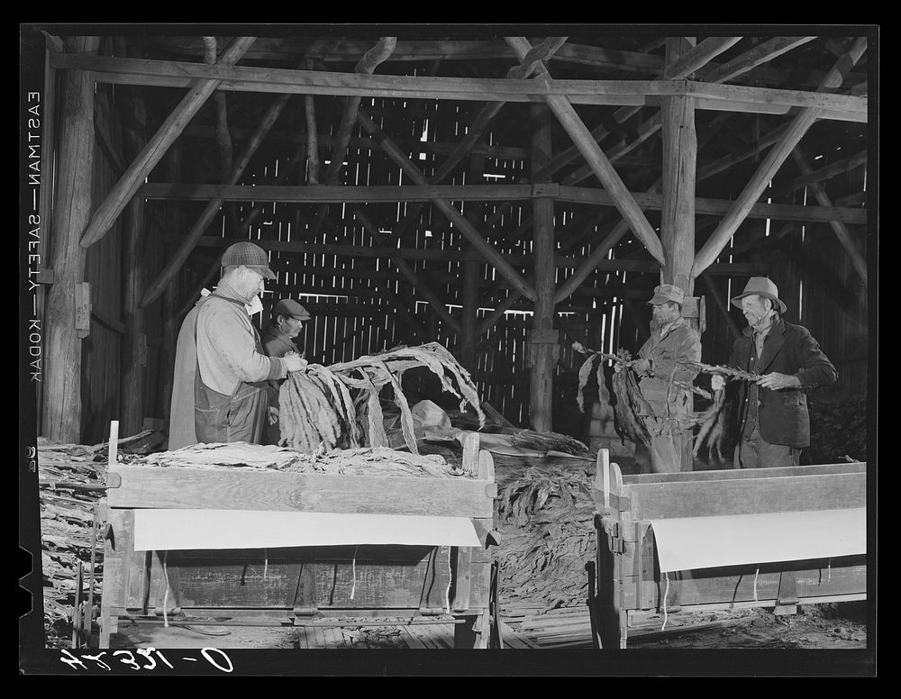 Stripping tobacco on the farm of William and Martin O'Donnell. The three workers in the back are Polish hired helpers.…