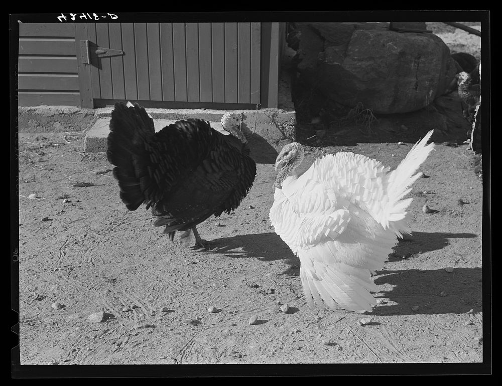 Turkeys on the farm of Mr. Metzendorf, Jewish poultry farmer. Ledyard, Connecticut. Sourced from the Library of Congress.