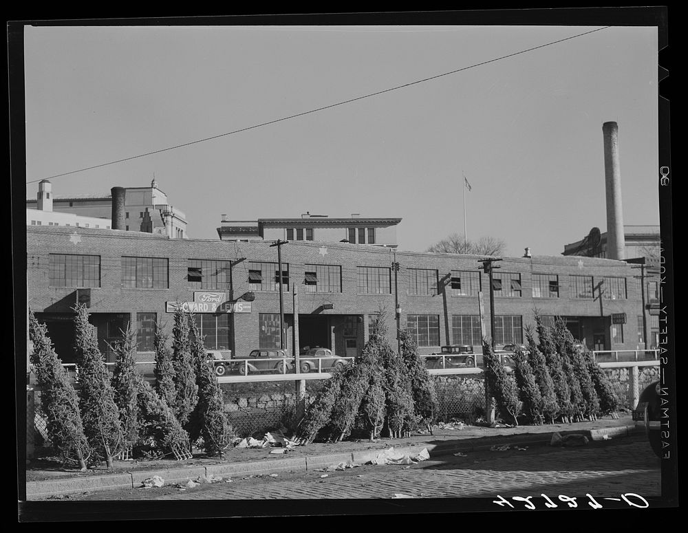 Christmas trees for sale near the freight terminal in Providence, Rhode Island. Sourced from the Library of Congress.