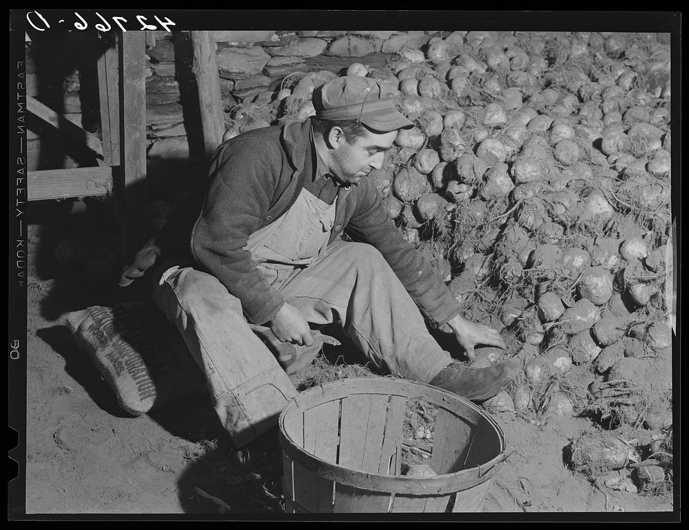 [Untitled photo, possibly related to: Mr. John Botello, Portuguese FSA (Farm Security Administration) client cleaning…