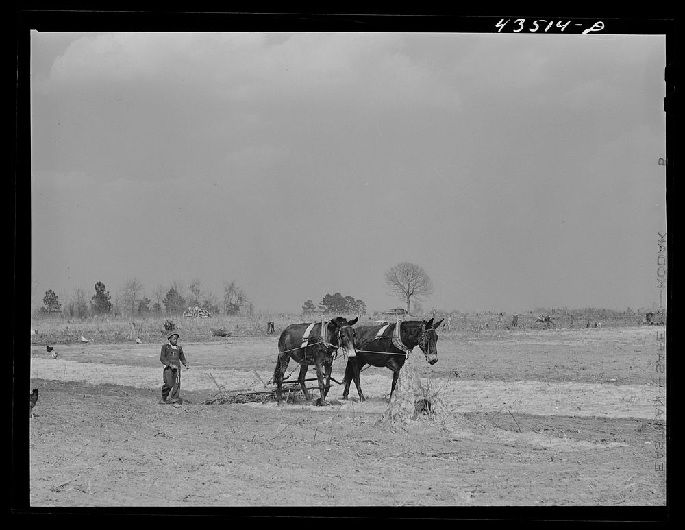 Cultivating a field at Orangeburg Farms, a FSA (Farm Security Administration) project where eight families were settled from…