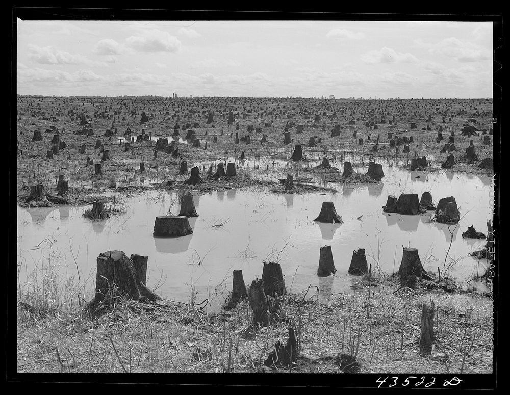 Cut-over land in the Santee-Cooper basin. Sourced from the Library of Congress.