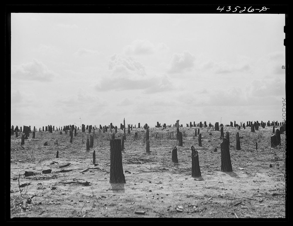 [Untitled photo, possibly related to: Cut-over land in the Santee-Cooper Basin. South Carolina]. Sourced from the Library of…