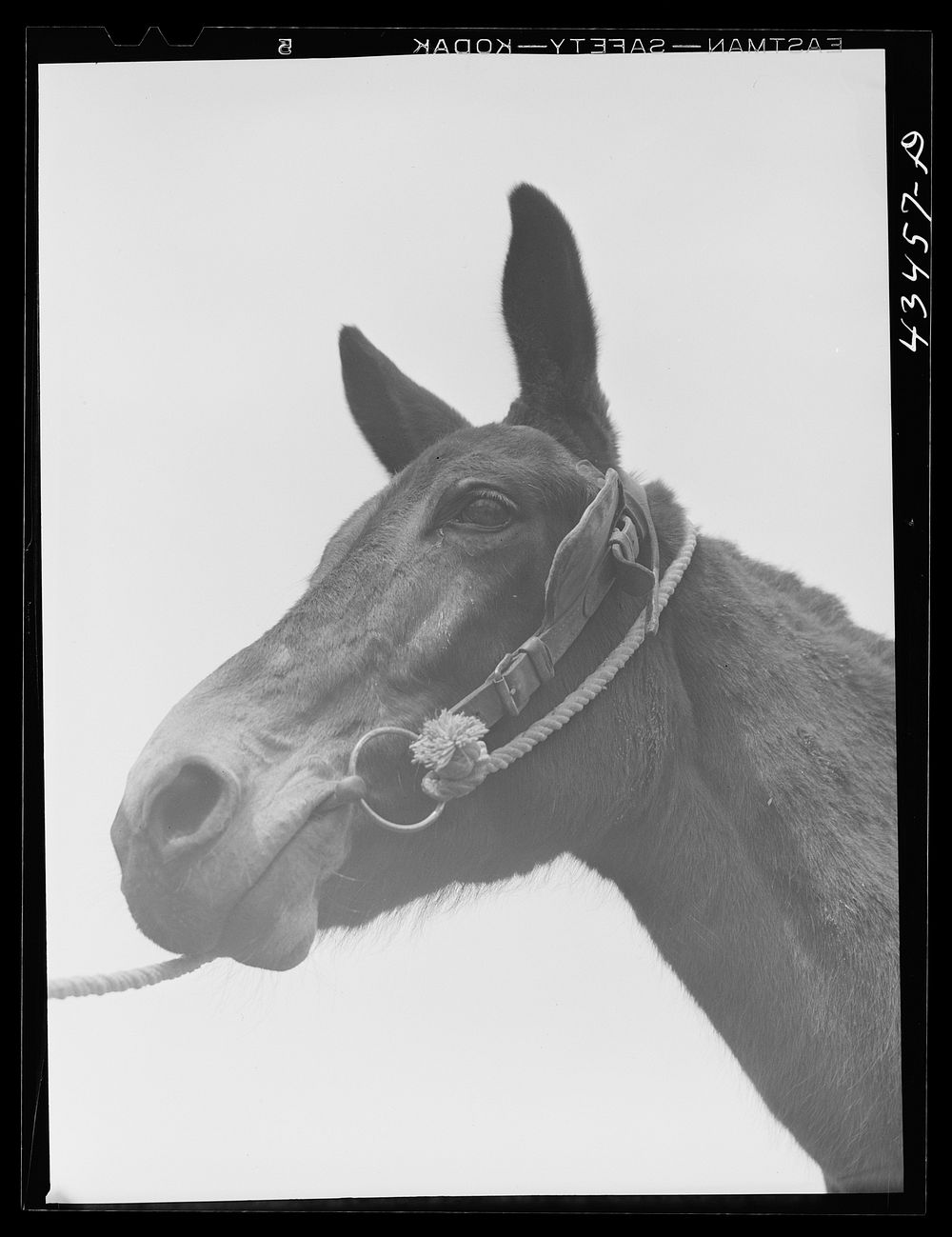 Mule. Santee-Cooper Basin, South Carolina. Sourced from the Library of Congress.