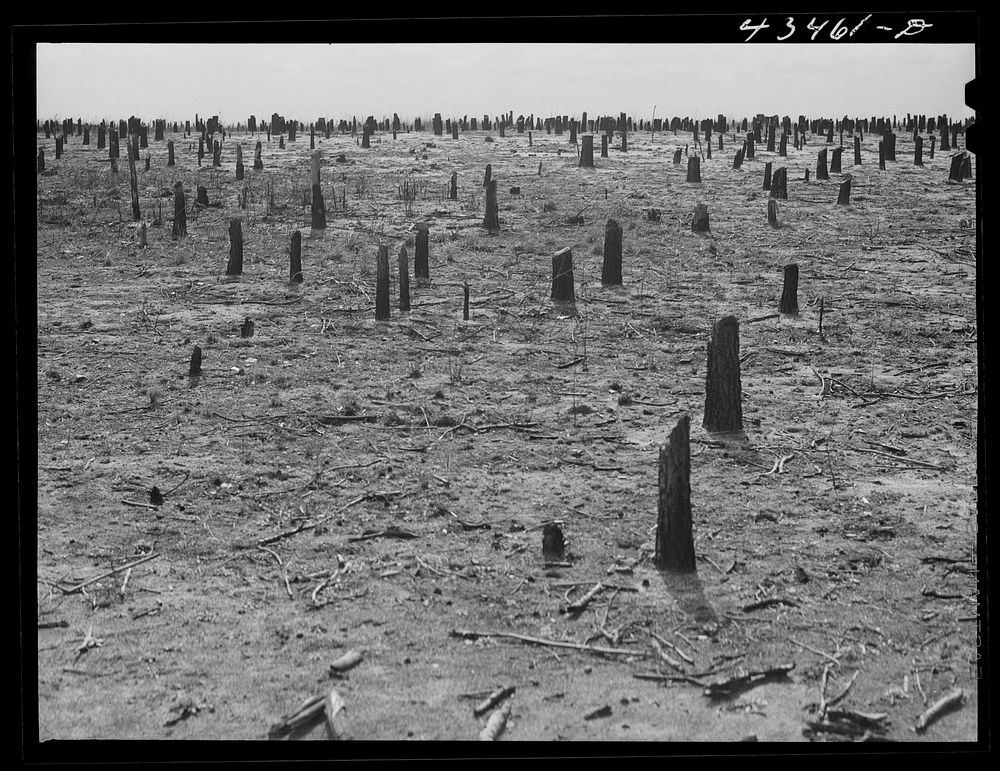 Cut-over land in the Santee-Cooper Basin. South Carolina. Sourced from the Library of Congress.
