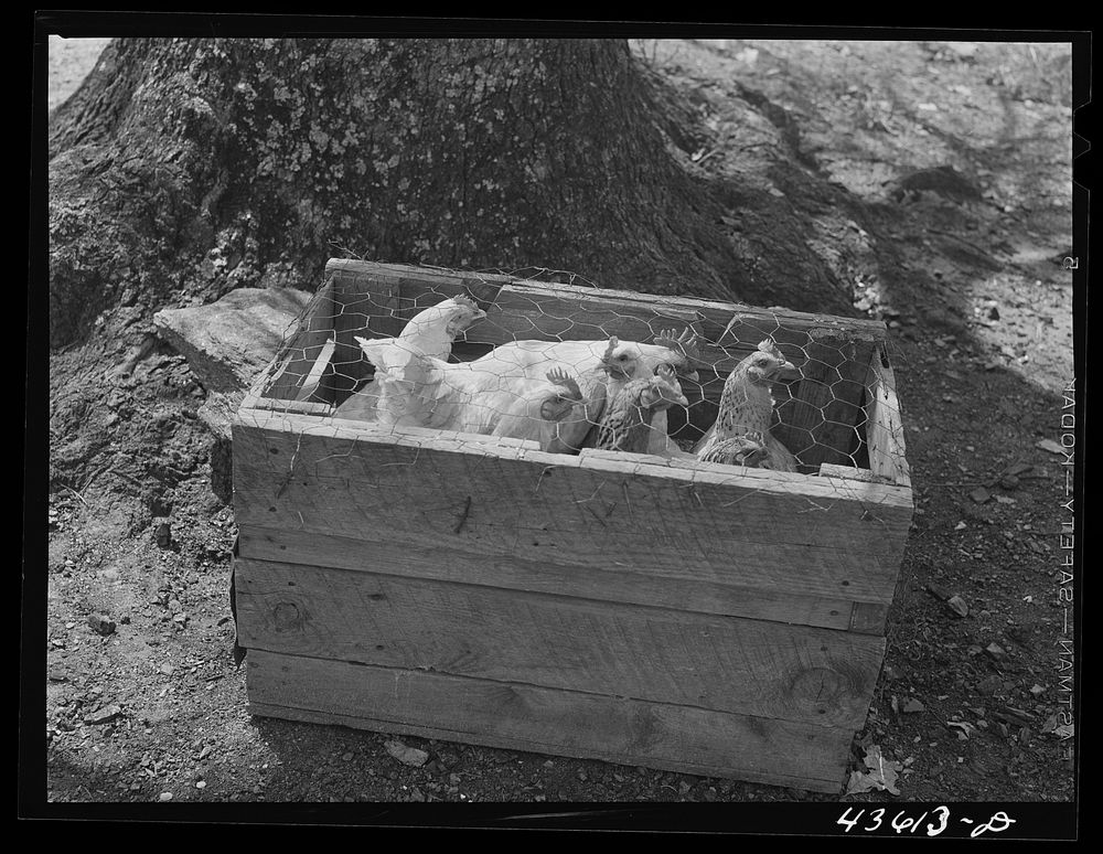 Chickens crated up to be moved with the rest of the belongings of a family that had to move out of the Spartanburg Army camp…