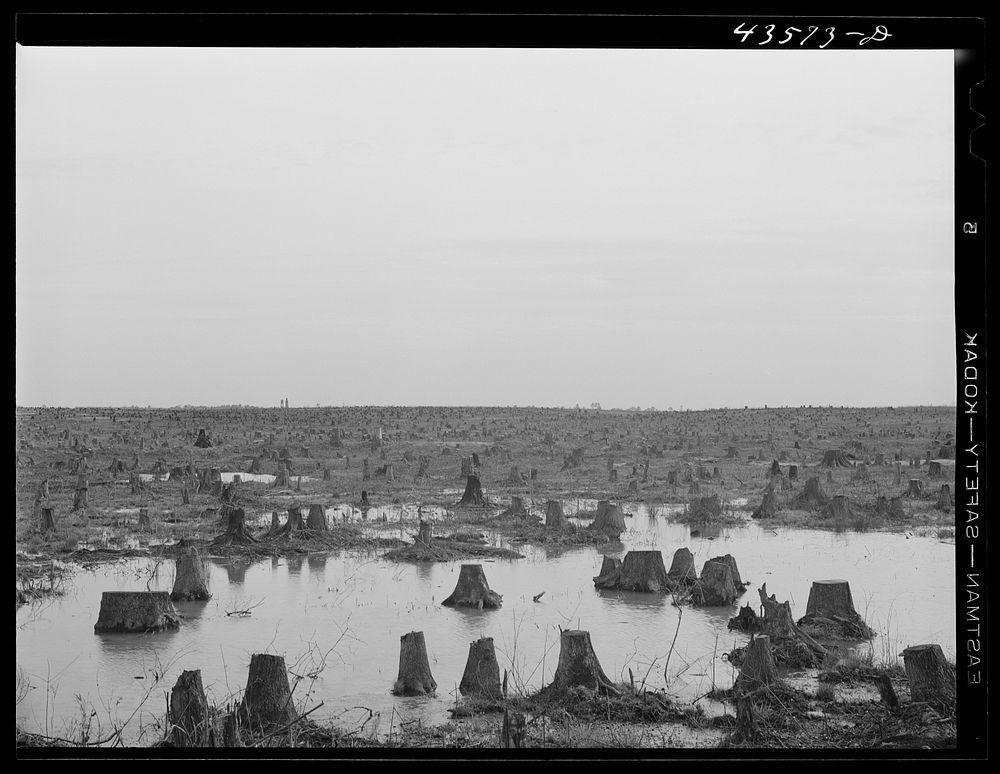 [Untitled photo, possibly related to: Cut-over land in the Santee-Cooper basin]. Sourced from the Library of Congress.
