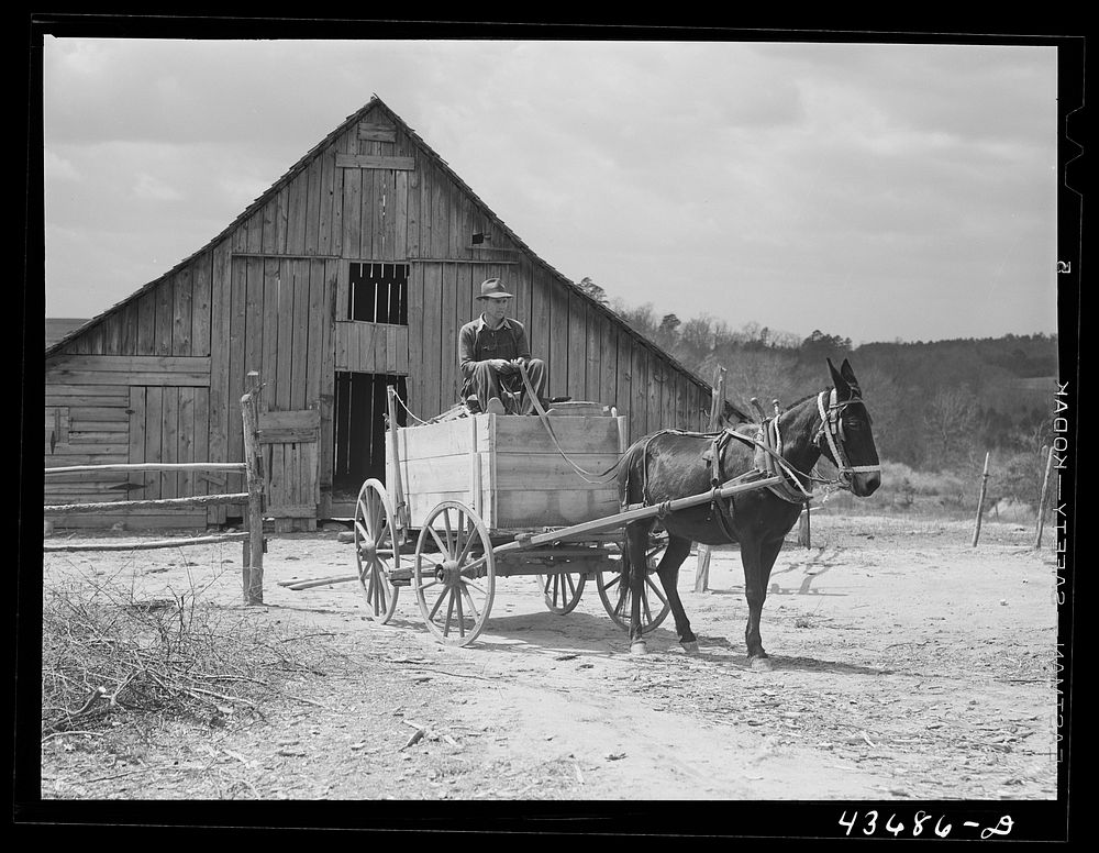 [Untitled photo, possibly related to: Tenant farmer moving the last of his load out of his farmer home in Camp Croft area.…