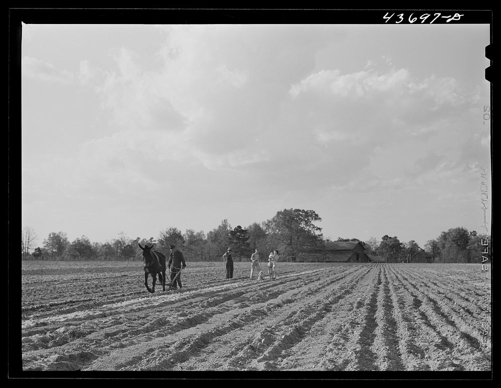 Family working in their two-acre tract in the community garden at Hazlehurst Farms Inc., Hazlehurst, Georgia. Sourced from…