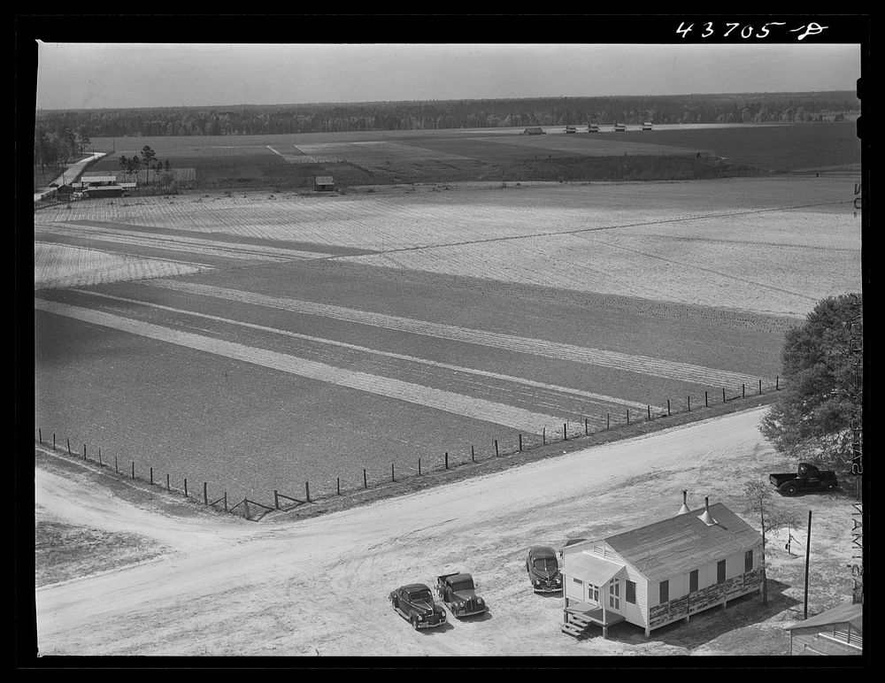 [Untitled photo, possibly related to: Office and garden plots at Hazlehurst Farms Inc. Each family has a two acre garden.…