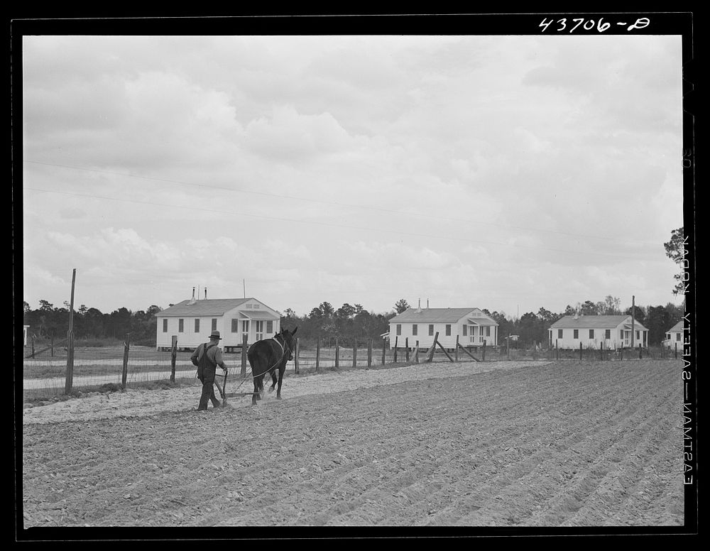 [Untitled photo, possibly related to: Old farmer plowing in his part of the community garden at Hazlehurst Farms Inc.…