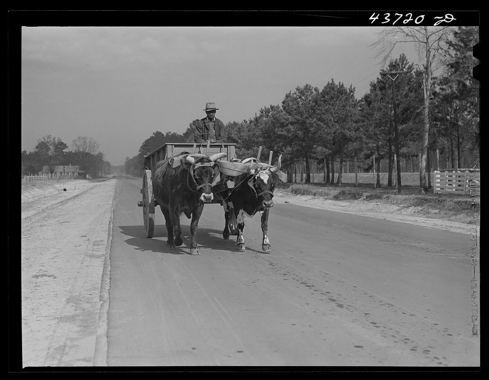 Ox-drawn cart near Hinesville, Georgia. Sourced from the Library of Congress.
