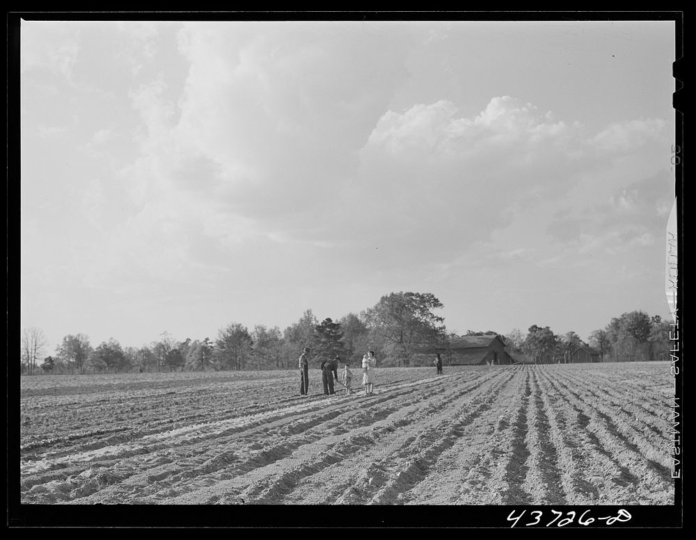 [Untitled photo, possibly related to: Family working in their two-acre tract in the community garden at Hazlehurst Farms…