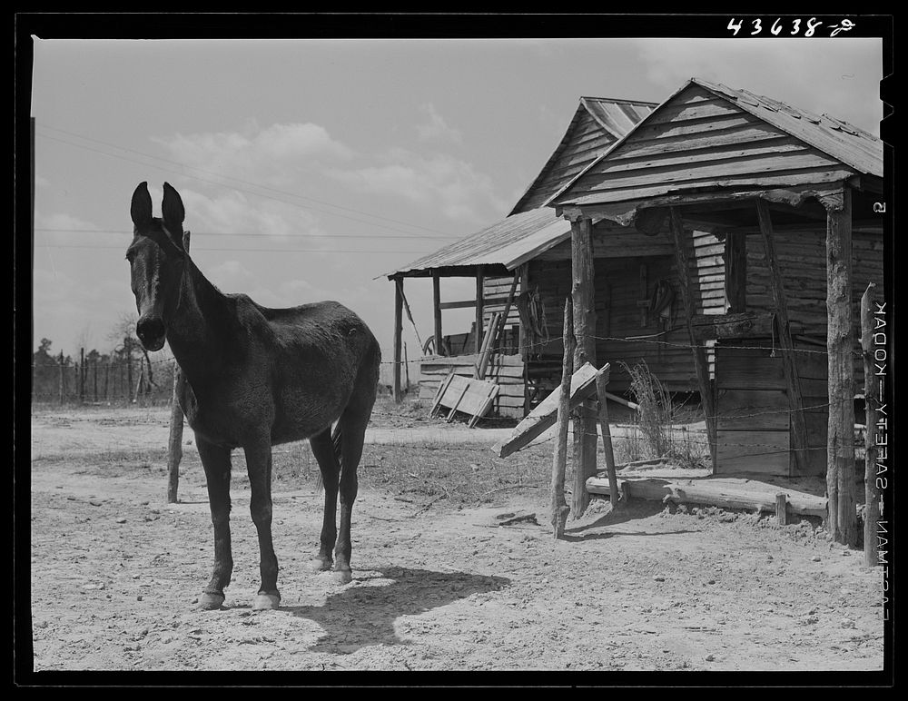 Mule on a farm near Pacolet, South Carolina. Sourced from the Library of Congress.