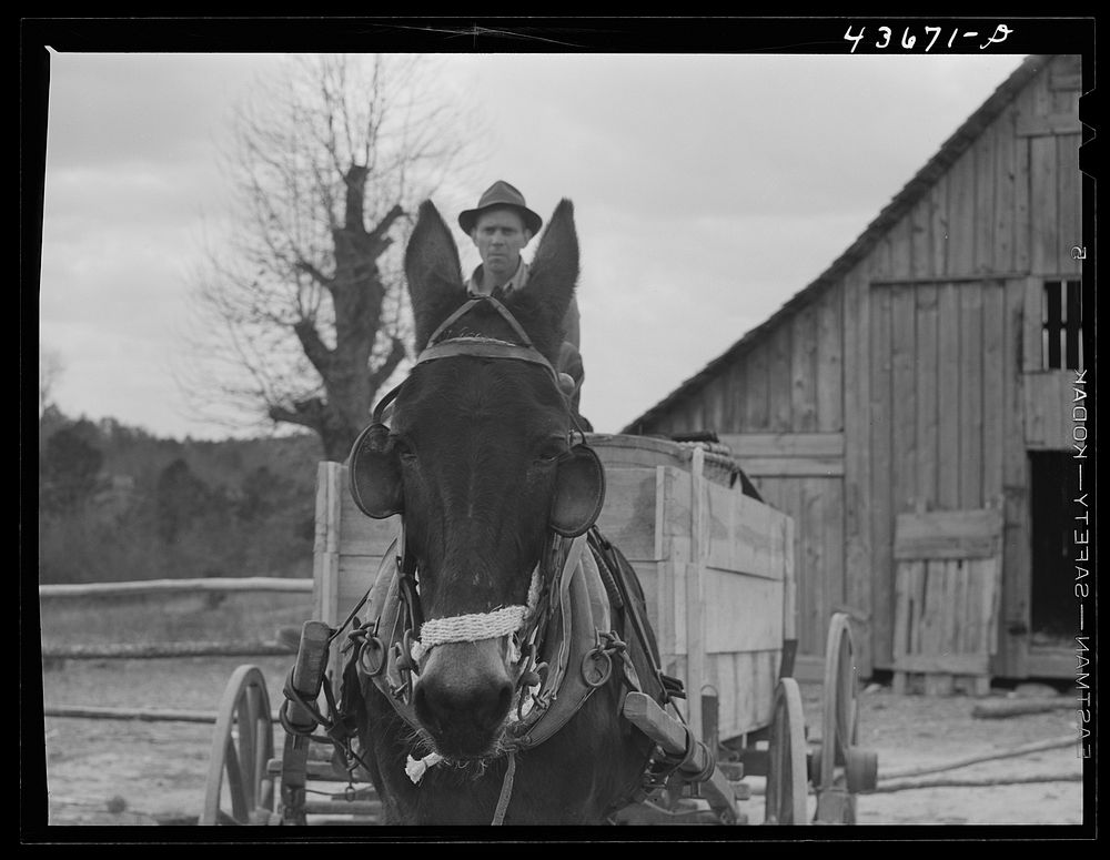 [Untitled photo, possibly related to: Tenant farmer moving the last of his load out of his farmer home in Camp Croft area.…
