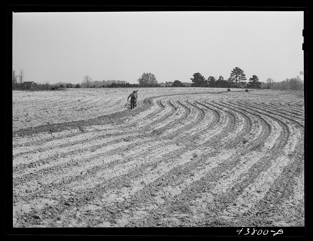 [Untitled photo, possibly related to: Plowing and planting on a farm near Pacolet, South Carolina]. Sourced from the Library…