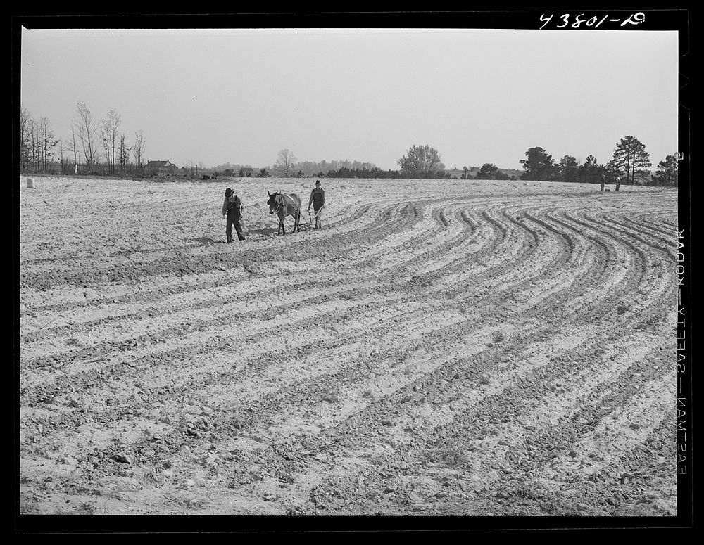 [Untitled photo, possibly related to: Plowing and planting on a farm near Pacolet, South Carolina]. Sourced from the Library…