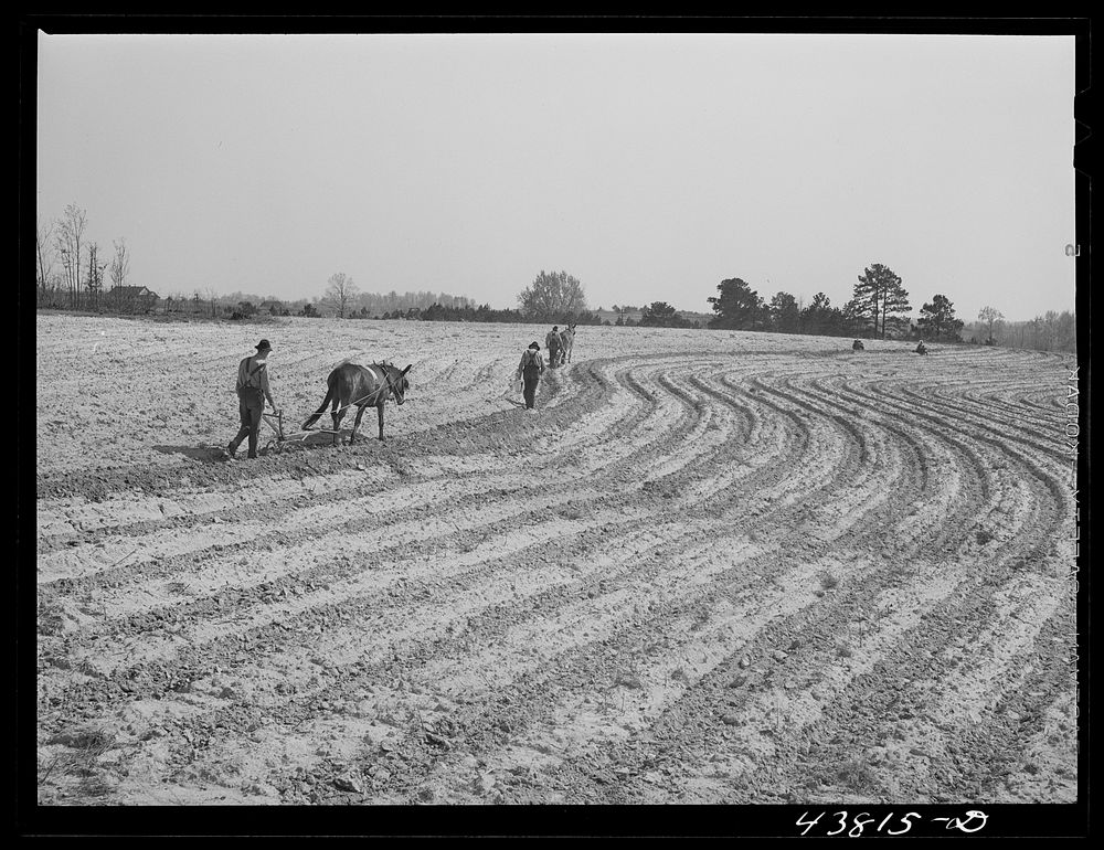 Plowing and planting on a farm near Pacolet, South Carolina. Sourced from the Library of Congress.