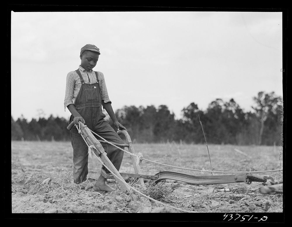 [Untitled photo, possibly related to: Mule on a farm. Near Hazlehurst, Georgia]. Sourced from the Library of Congress.