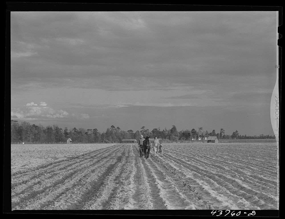 [Untitled photo, possibly related to: Levi Usher and his family plowing their two-acre tract in the community garden at…