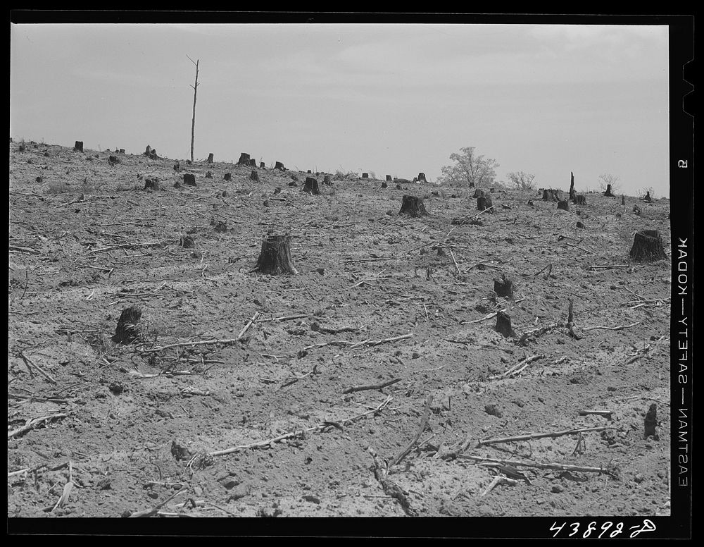 Cut-over land in Heard County, Georgia. Sourced from the Library of Congress.