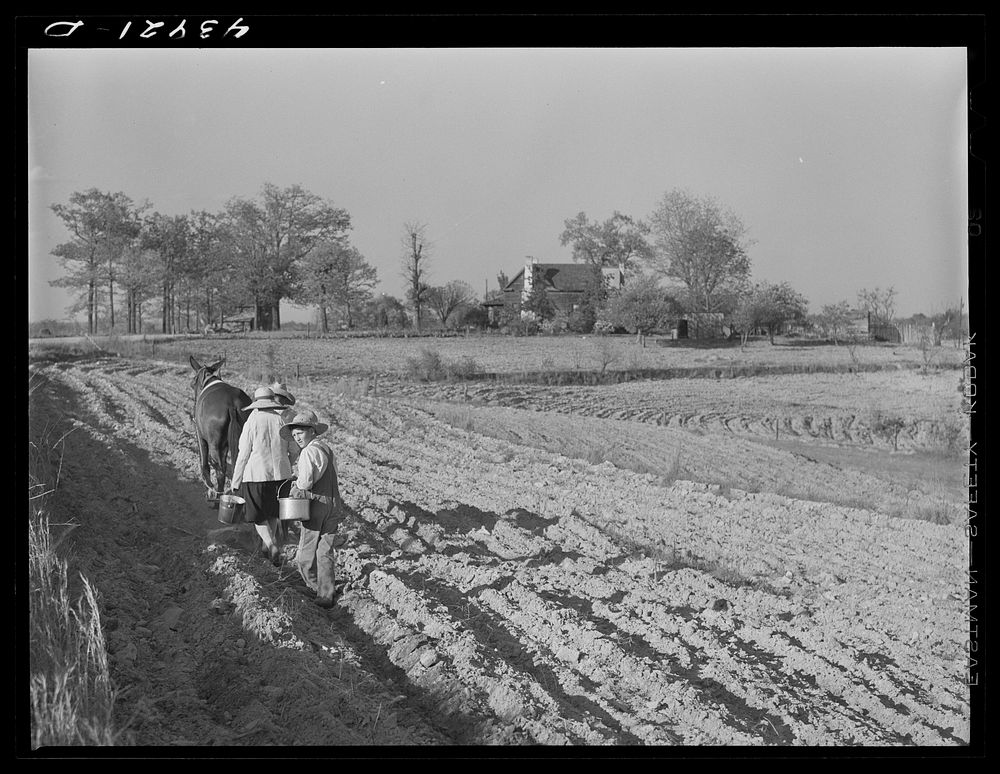 [Untitled photo, possibly related to: Planting cotton near Franklin. Heard County, Georgia]. Sourced from the Library of…