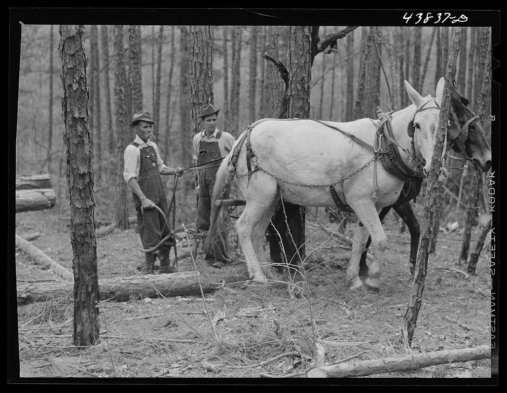 [Untitled photo, possibly related to: Hauling logs. Heard County, Georgia]. Sourced from the Library of Congress.
