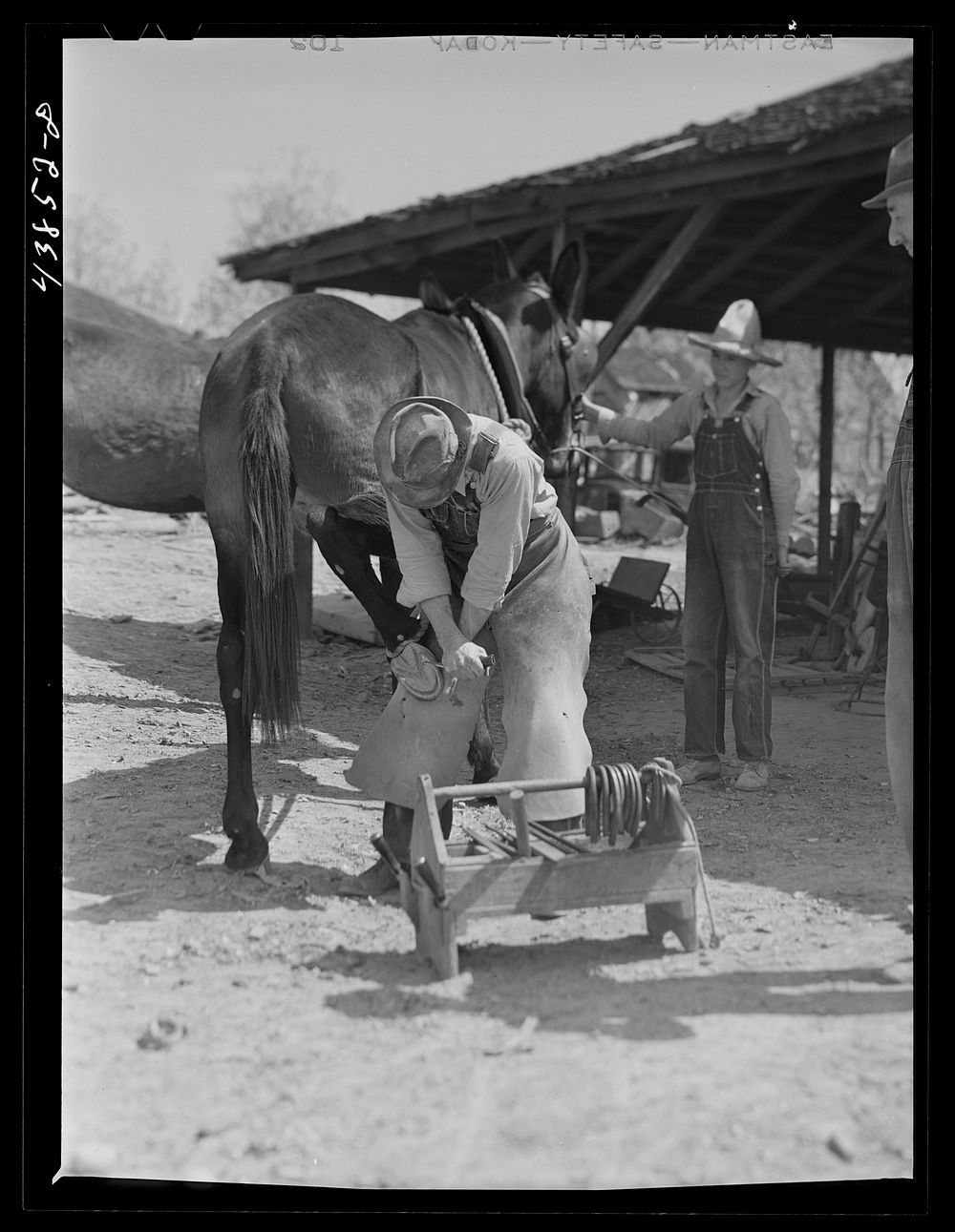 Shoeing a mule in Glenloch. Heard County, Georgia. Sourced from the Library of Congress.